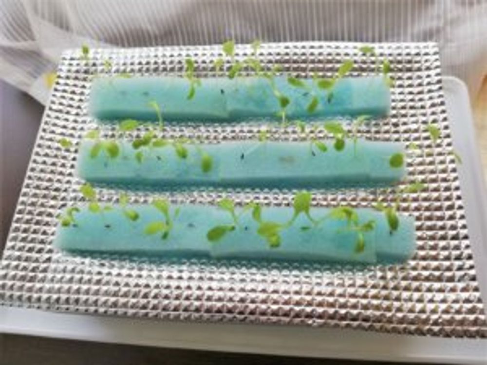 水耕栽培　青いスポンジ