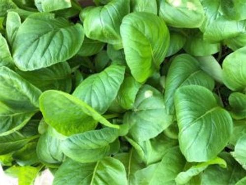 小松菜 コマツナ の水耕栽培 ペットボトルやスポンジでのやり方は Greensnap グリーンスナップ