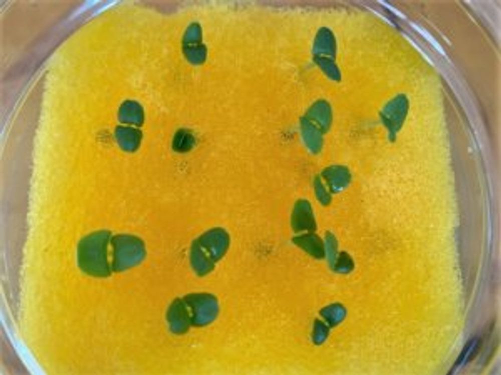 水耕栽培 黄色いスポンジ