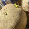 ジャガイモの芽の毒素｜芽の処理方法は？食べてしまっても大丈夫？の画像