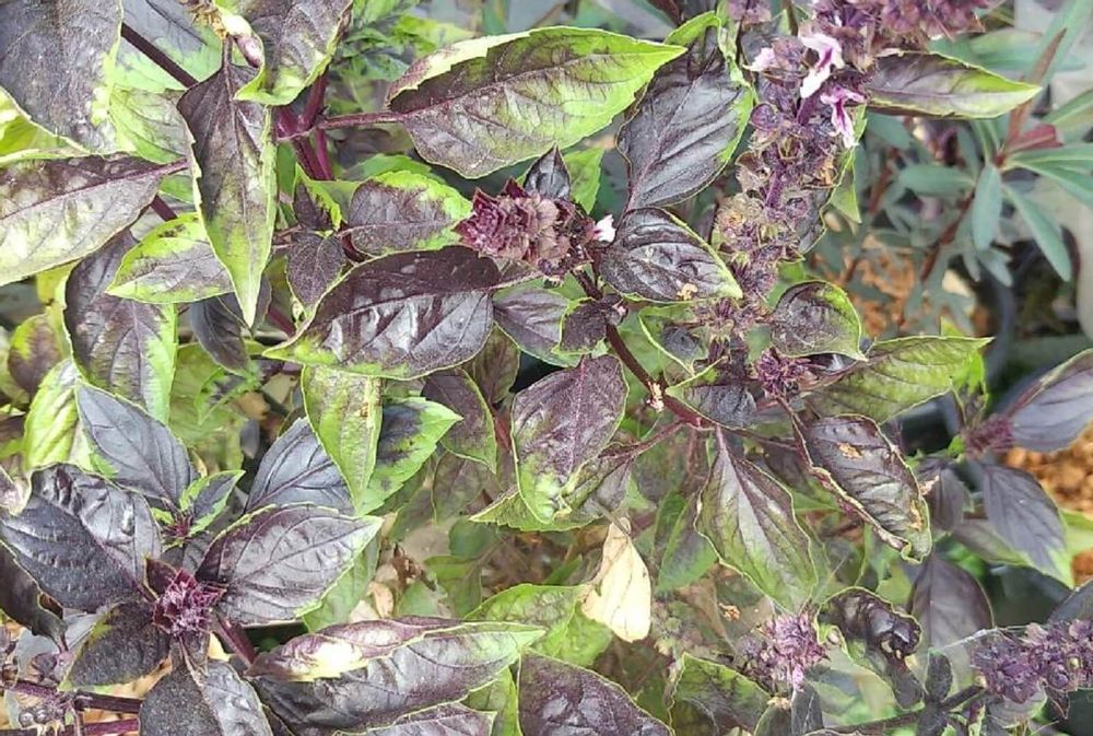 ユーフォルビアブラックバード