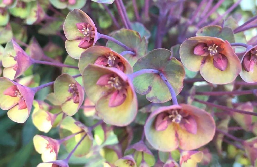 ユーフォルビアブラックバード