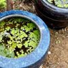 睡蓮鉢とは｜どんな種類がある？おすすめの植物は？の画像