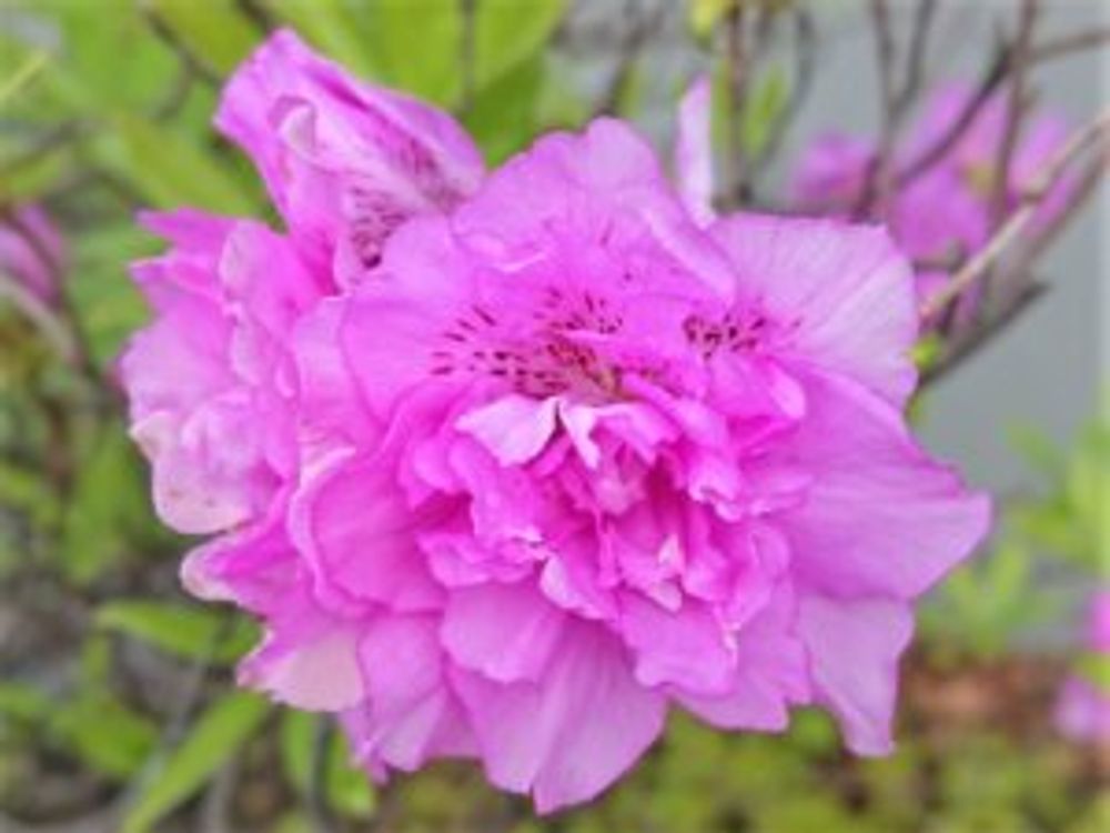 ヨドガワツツジ