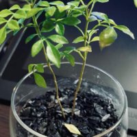 シマトネリコの鉢植えでの育て方、使う土や葉が落ちる原因は？の画像