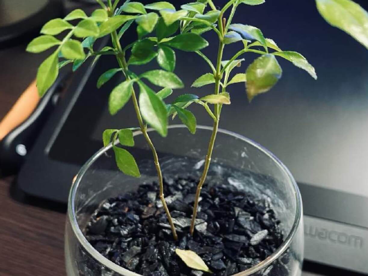 シマトネリコの鉢植えでの育て方 使う土や葉が落ちる原因は Greensnap グリーンスナップ