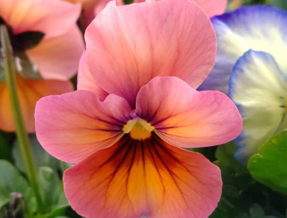 パンジー　ビオラ　ナチュレ