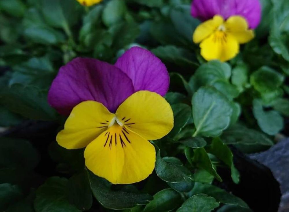 ビオラ　パンジー　ソルベ