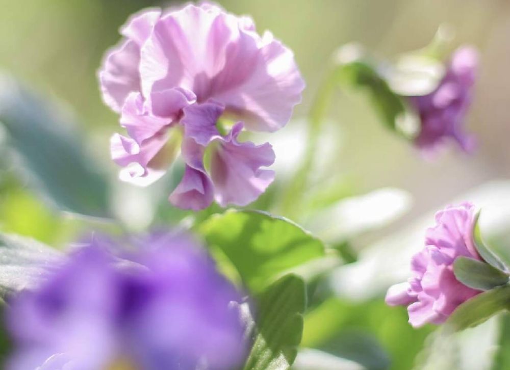 ビオラ　パンジー　ぞうさん