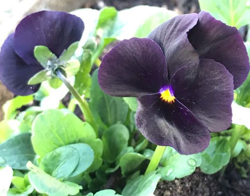 ビオラ　パンジー　ブラックオパール
