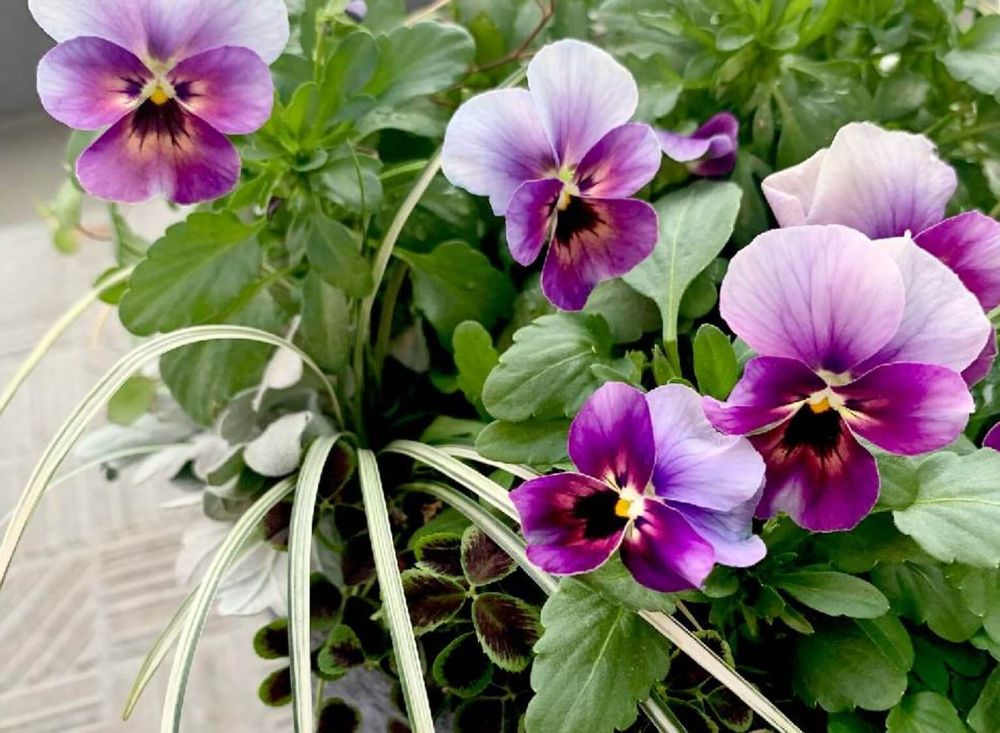 ビオラ　パンジー　ももか