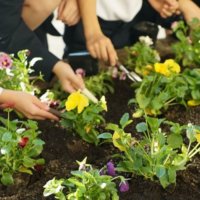【GreenSnap for Kids】小学校プロジェクトスタート！第1回 花苗を植えました♪の画像