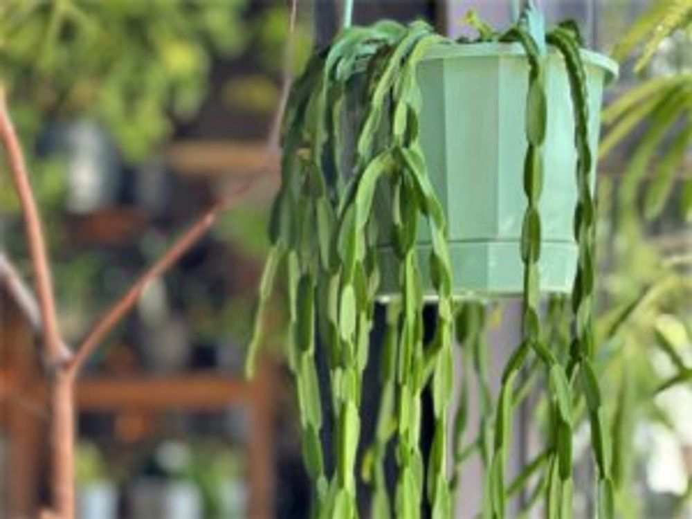 リプサリス・パラドクサ