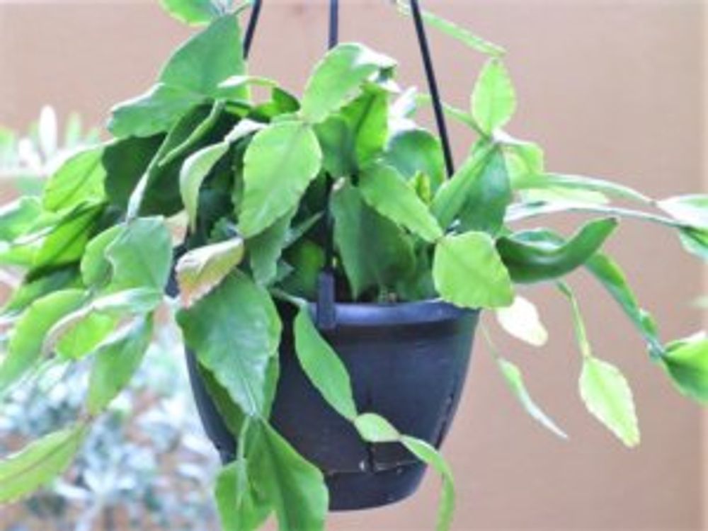 リプサリス・エリプティカ