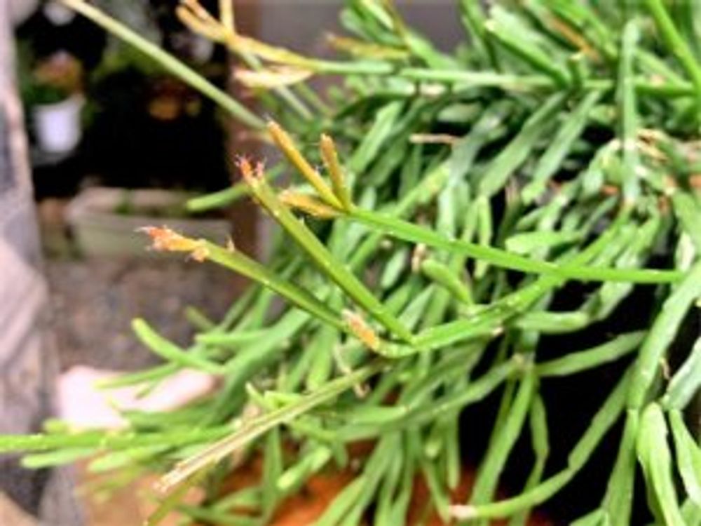 リプサリス・エワルディアナ