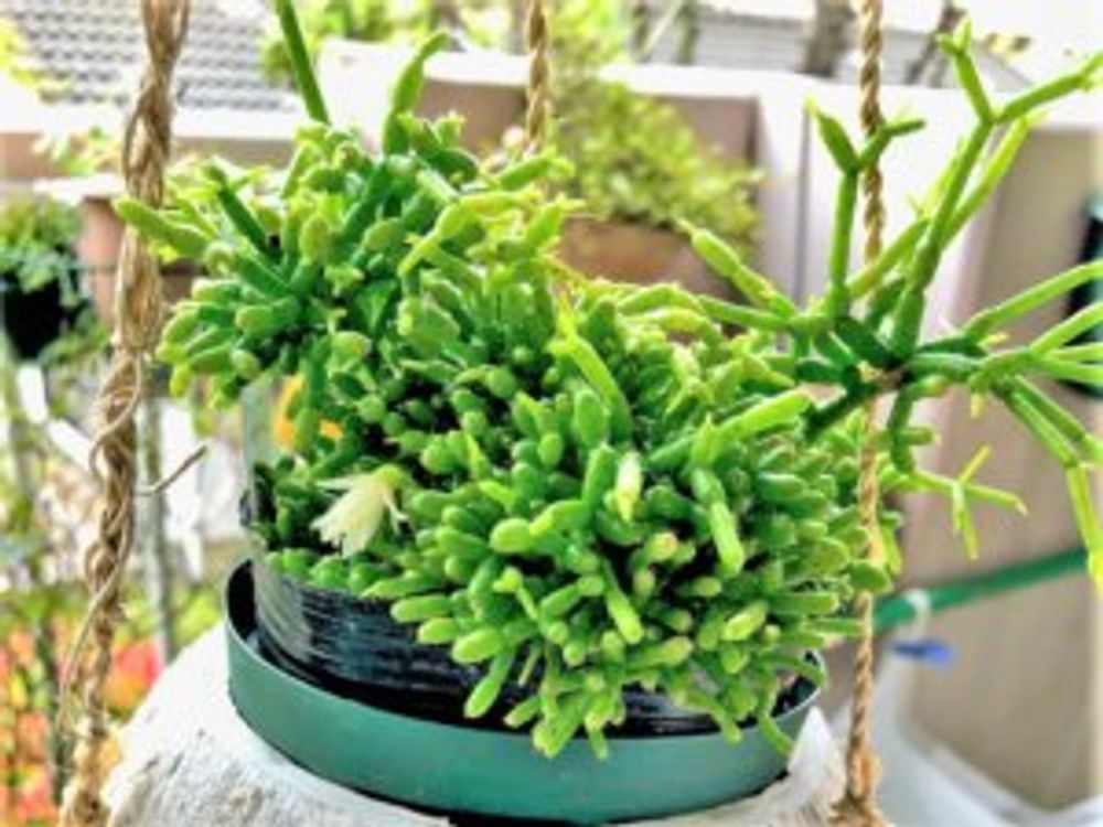 リプサリス・ケレウスクラ