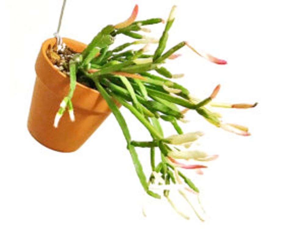 リプサリス・ピンクサリー