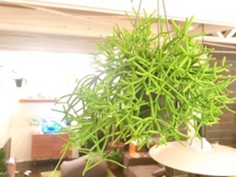 リプサリス・ヘテロクラダ