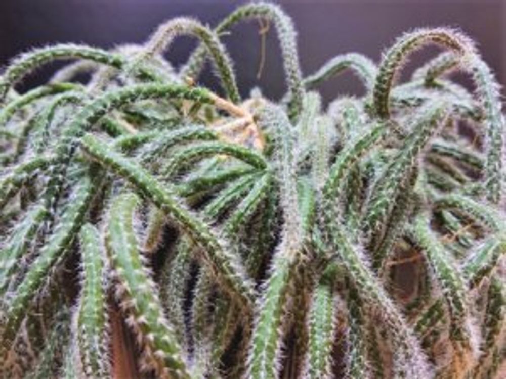 リプサリス・ホリダ