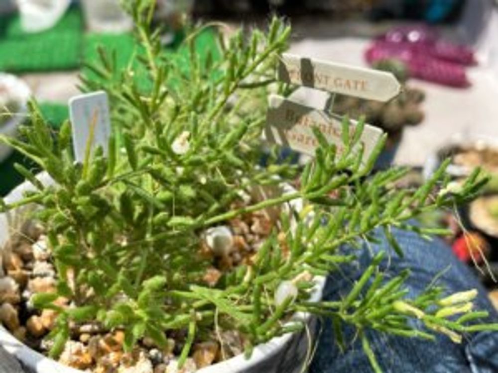 リプサリス・メセンブリアンテモイデス