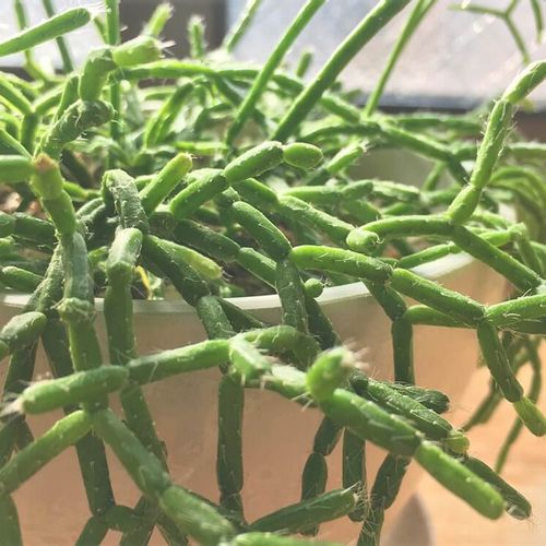 リプサリスの種類はどれくらい 人気がある品種や特徴は Greensnap グリーンスナップ