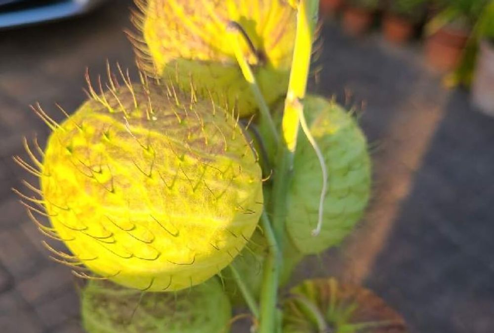 フウセントウワタ　実