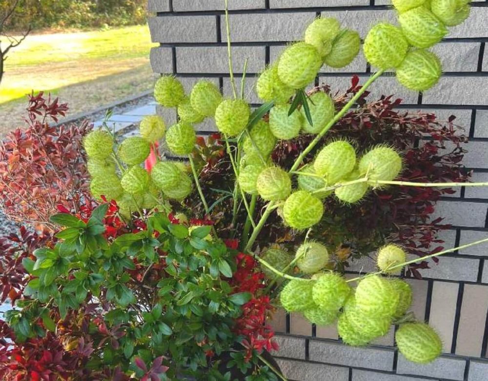 フウセントウワタ　実