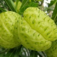 フウセントウワタの育て方と花言葉｜植え付けの時期や種の採取方法は？の画像