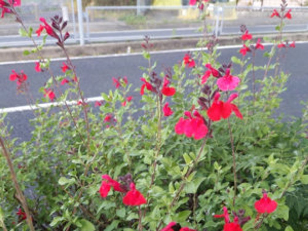 チェリーセージ