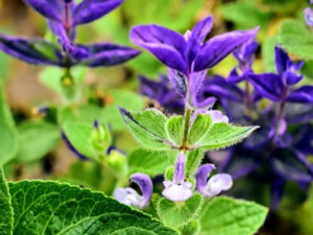 ペインテッドセージ