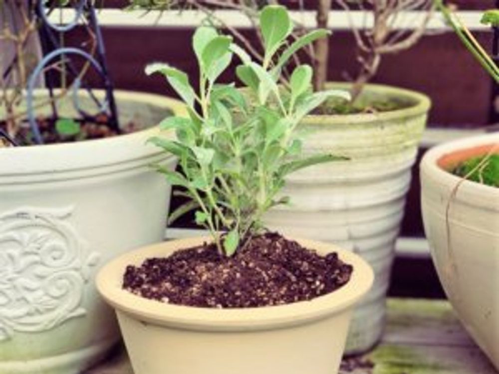 ホワイトセージ　鉢植え
