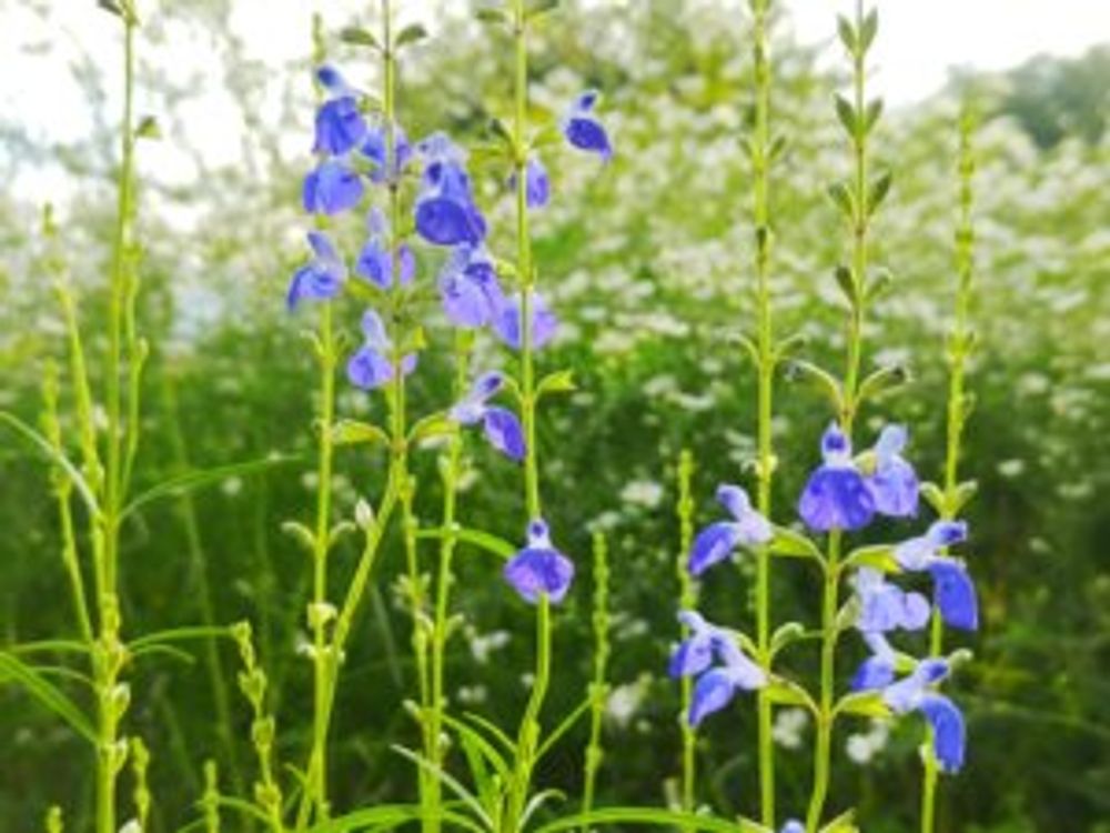 コバルトセージ