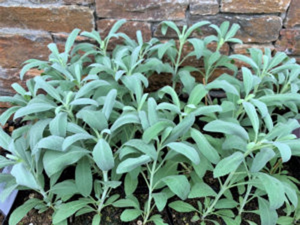 ホワイトセージ 地植え