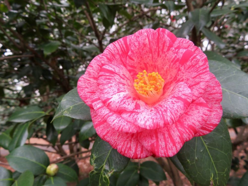 唐錦(からにしき)　紅色の花