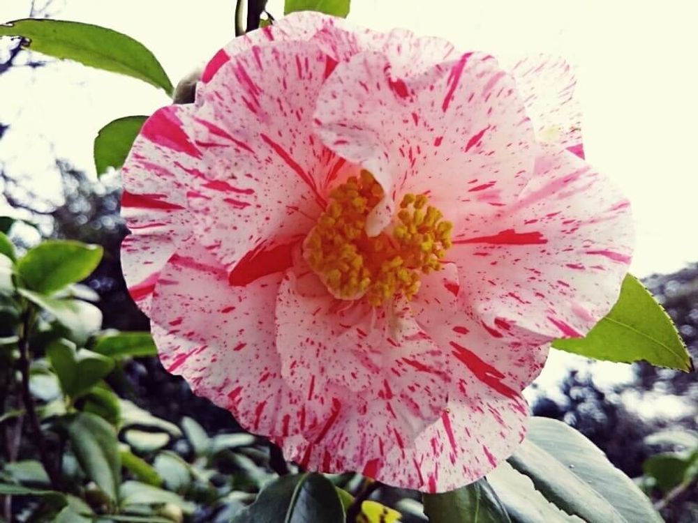 古金襴(こきんらん)　紅白の花