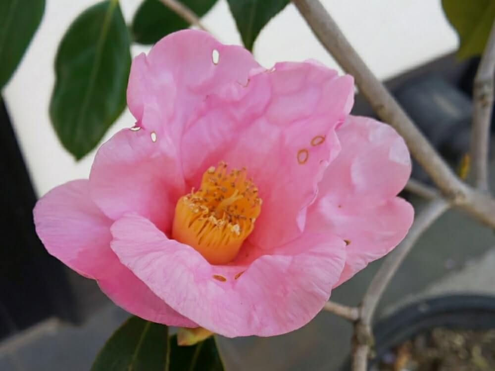 太郎冠者(たろうかじゃ)　ピンク色の花