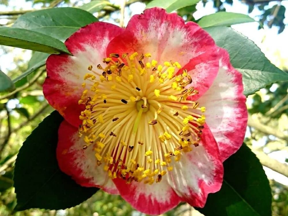 王冠(おうかん)　紅白の花