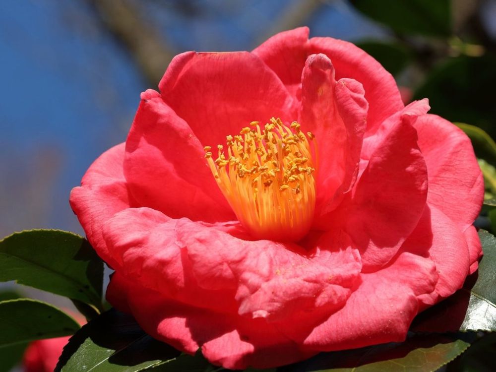 明石潟(あかしがた)　赤い花　青空
