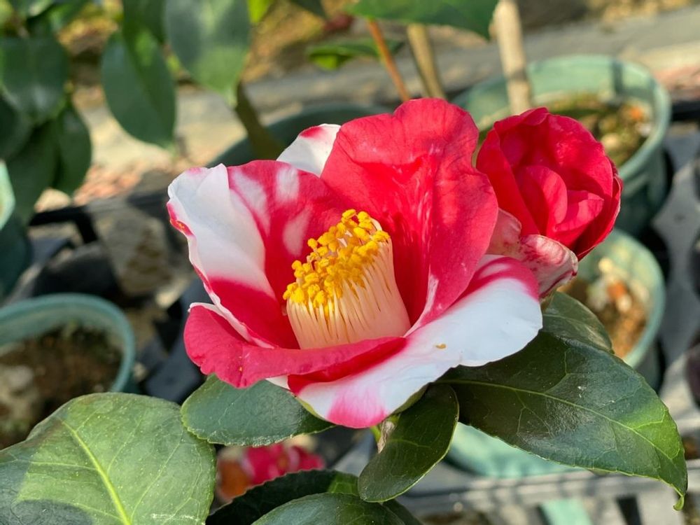 天ヶ下(あまがした)　紅白の花