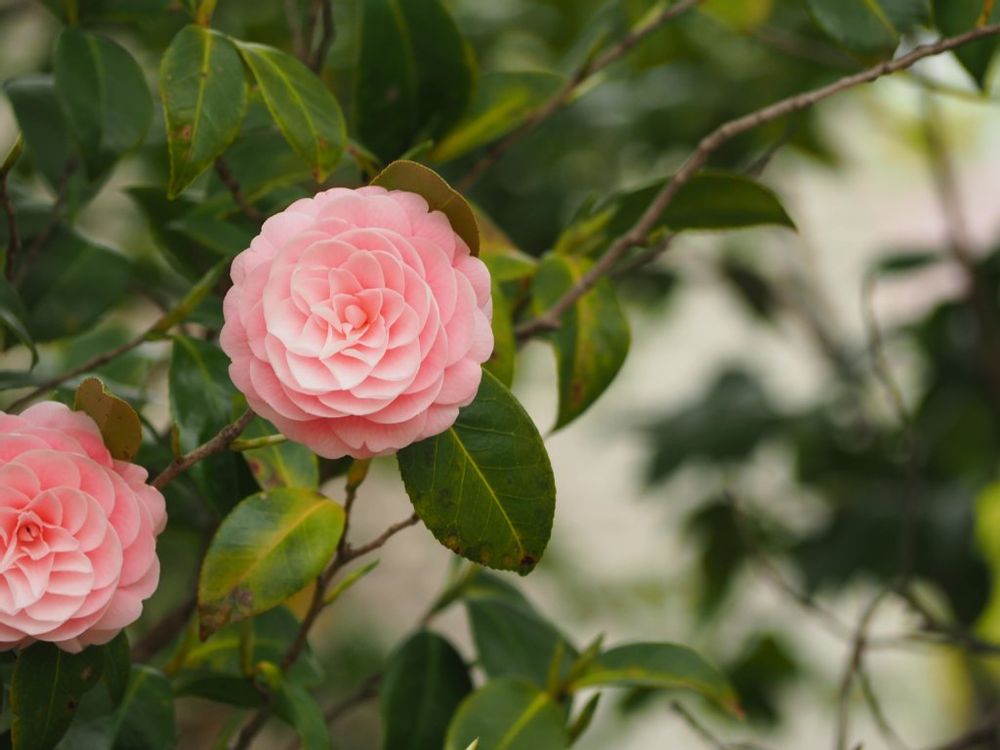 乙女椿(おとめつばき)　桃色の花