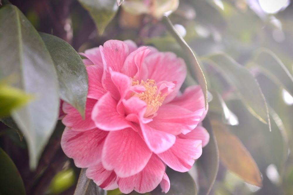 光源氏(ひかるげんじ)　桃色の花