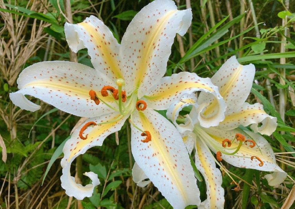 ヤマユリ　ユリ