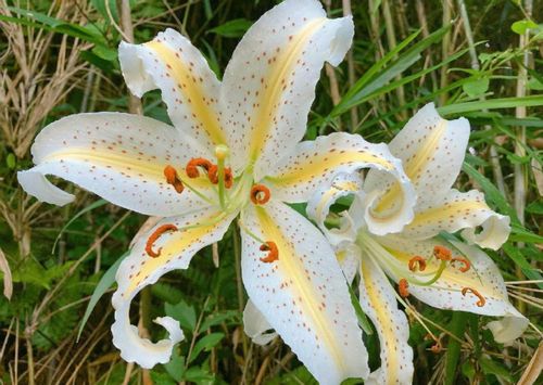 ユリ 百合 の種類 人気の品種12選 それぞれの花の特徴は Greensnap グリーンスナップ