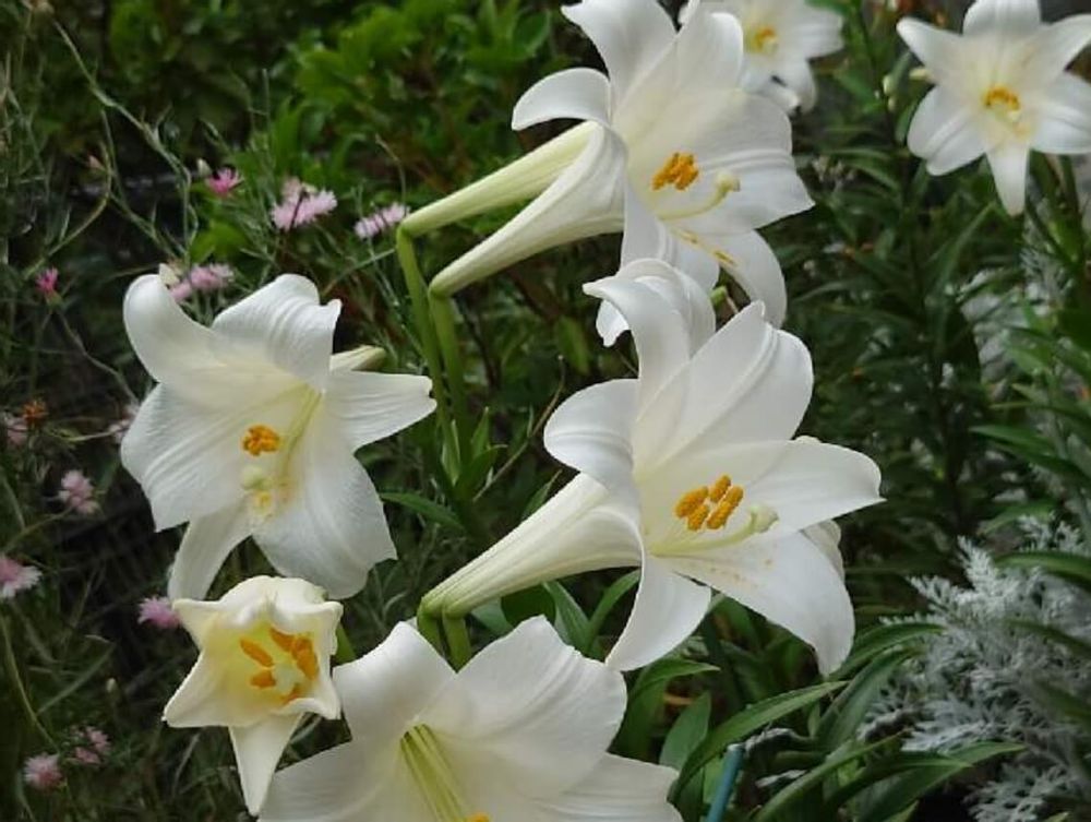 テッポウユリ　ユリ