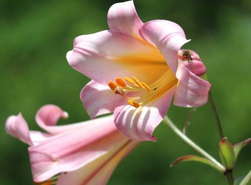 ユリ 百合 の種類 人気の品種12選 それぞれの花の特徴は Greensnap グリーンスナップ