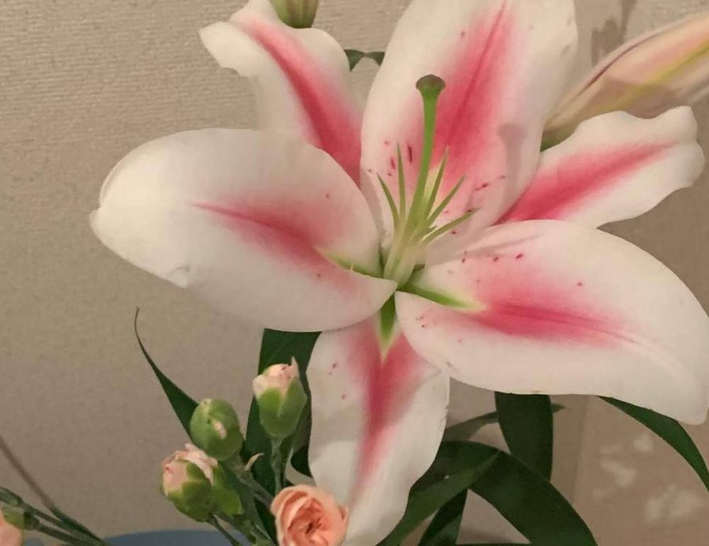 オリエンタルリリー