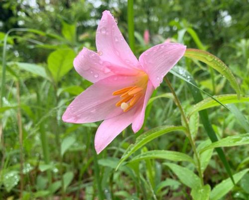 ユリ 百合 の種類 人気の品種12選 それぞれの花の特徴は Greensnap グリーンスナップ