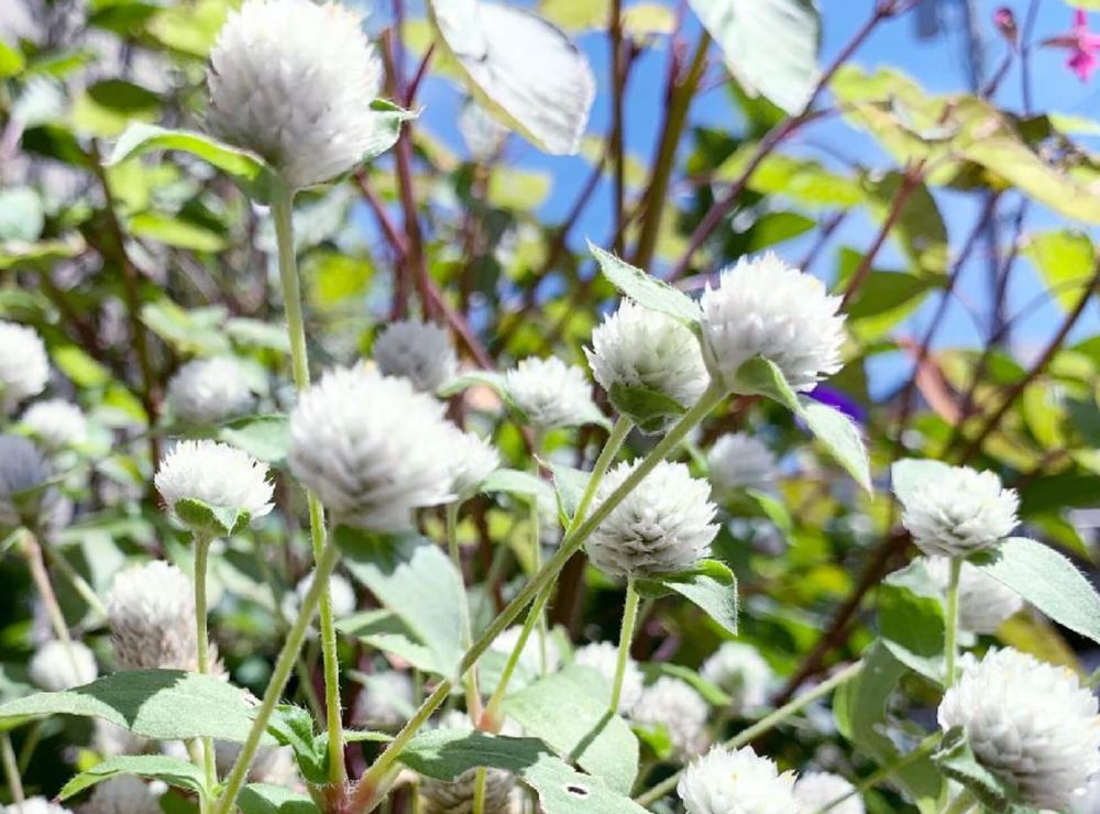 千日紅　ちなつ