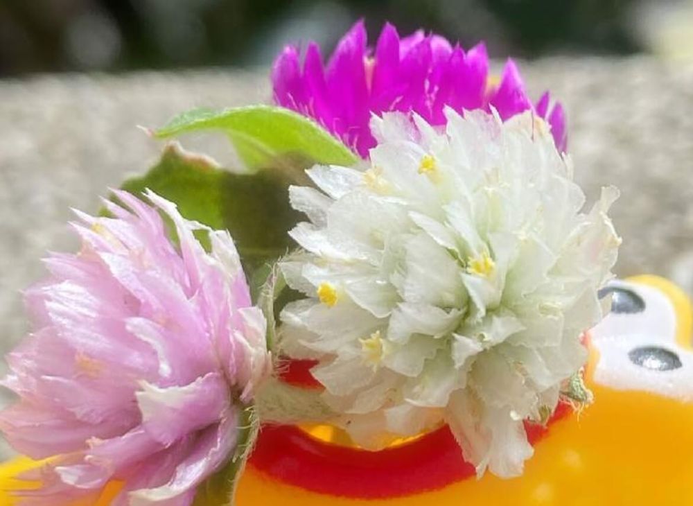 千日紅　バディシリーズ