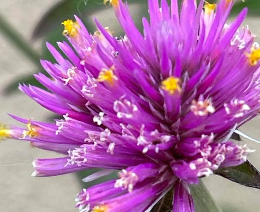 千日紅　ファイヤーワークス